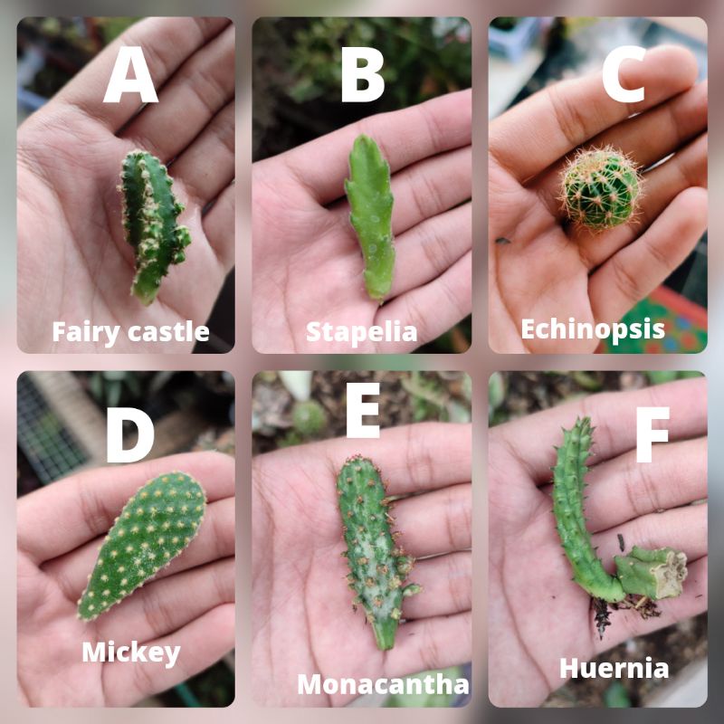 Baby kaktus mini murah bebas pilih/Damsii/Mickey/Candi/Huernia/Opuntia/Echinopsis