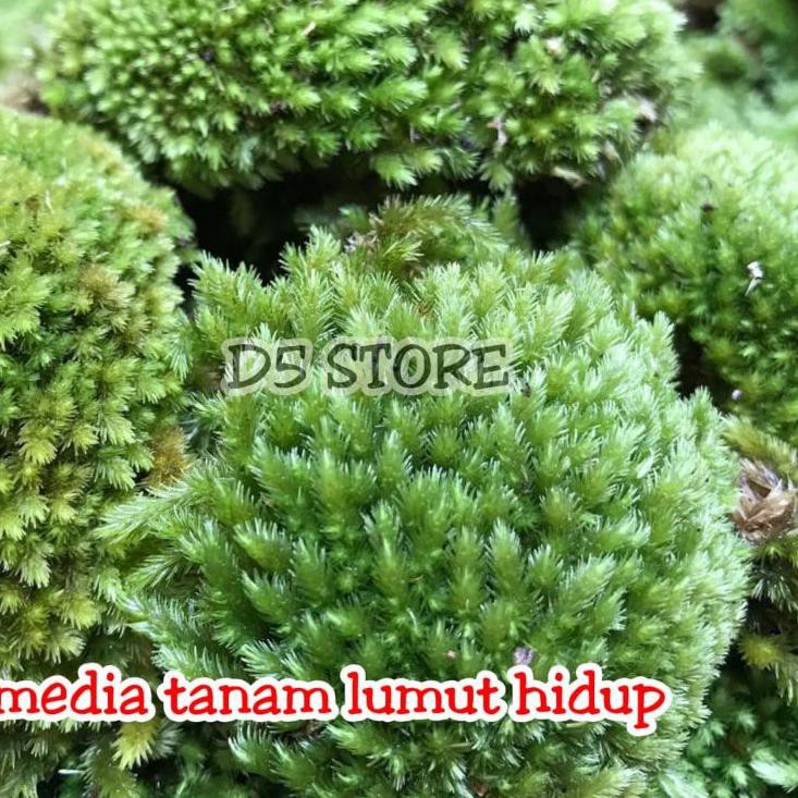 Mall Media tanam mos lumut hidup 1 kg / media tanam lumut hutan / media tanam kokodama
