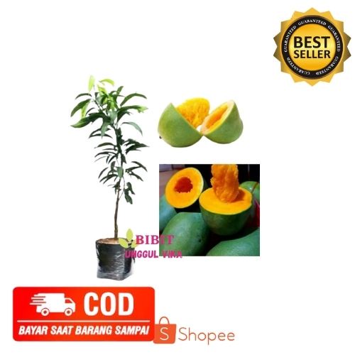 (COD) MANGGA ALPUKAT BIBIT MANGGA ALPUKAT CEPAT BERBUAH