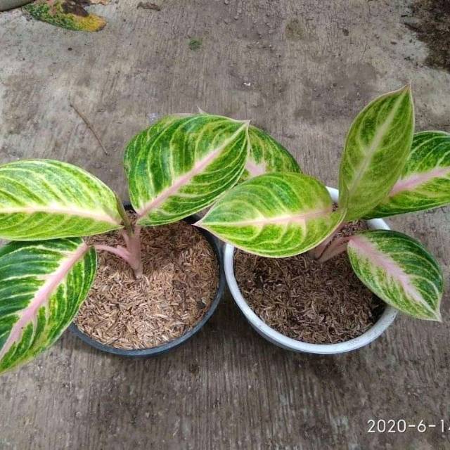 TANAMAN HIAS AGLONEMA GOLDEN SIAM//TANAMAN AGLONEMA GOLDEN SIAM