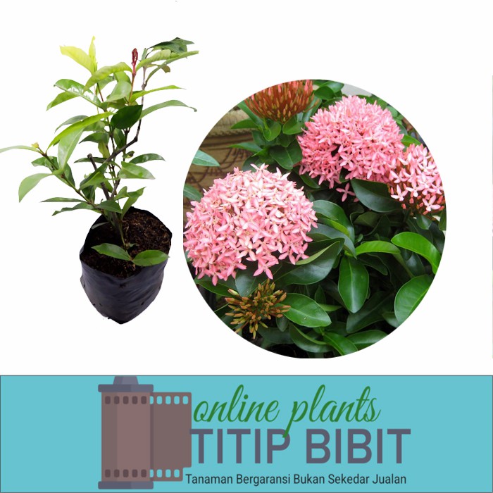 Bibit Tanaman Bunga Asoka Pink