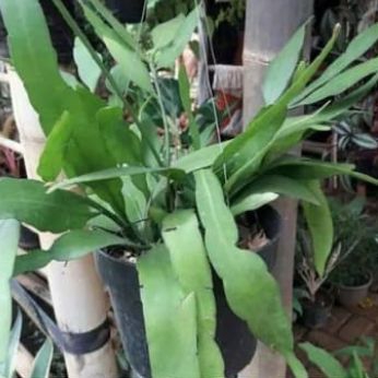 tanaman hias wijaya kusuma 4 jenis bunga - Bunga Putih