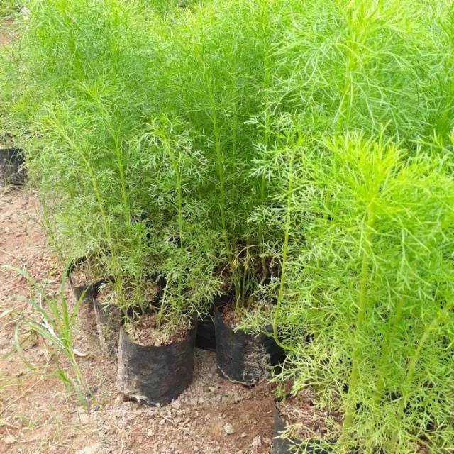 pohon cemara air / pohon cemara / tanaman pagar