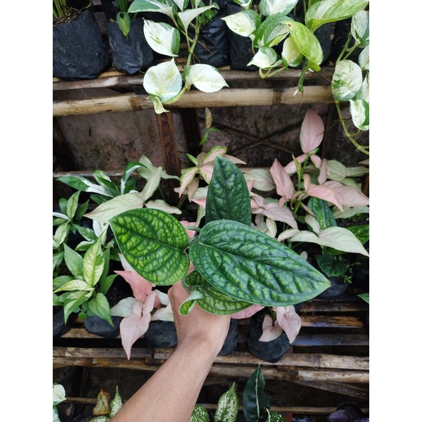 [BISA COD] PROMO MURAH SIRIH BADAK 2,3,4 DAUN