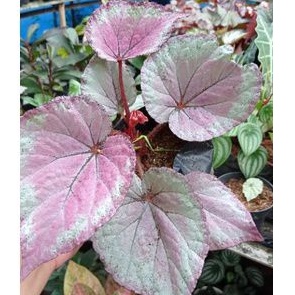 Begonia silver pink
