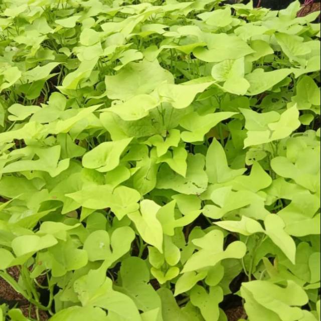 Ubi-ubian kuning tanaman menjalar