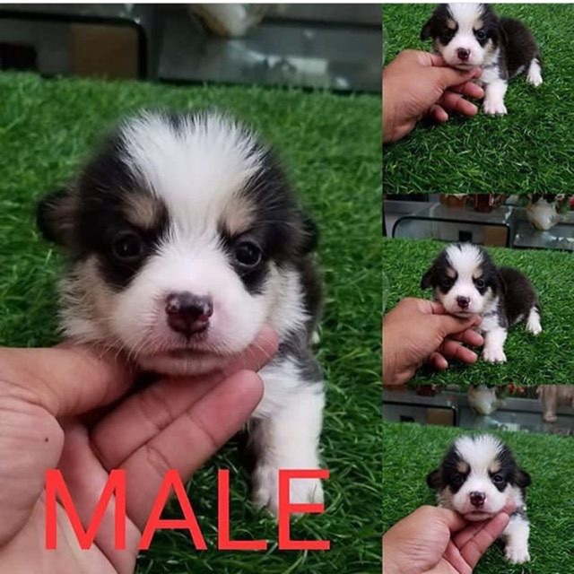 17+ Anjing welsh corgi dijual update