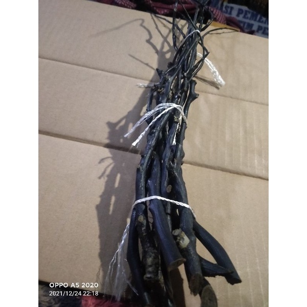 bahan akar Bahar hitam