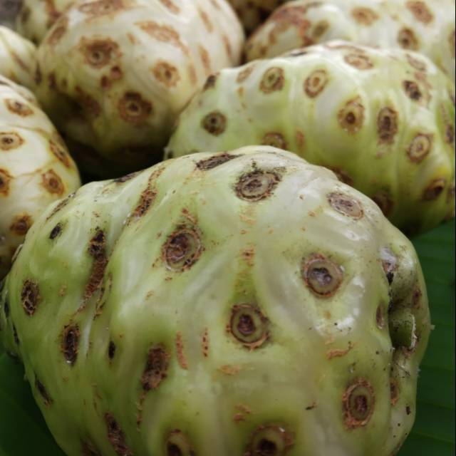 

Buah mengkudu
