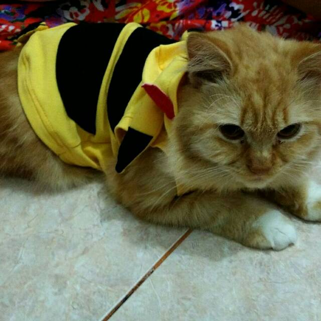 Kostum pikachu untuk kucing anjing / baju kucing imut / kostum kucing size S M L XL