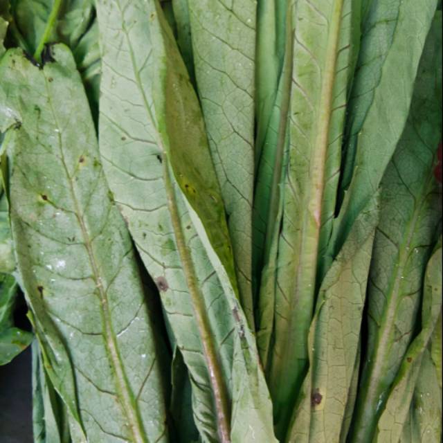 

Sayur Fumak Jumbo 500 gr (Se-Jawa)