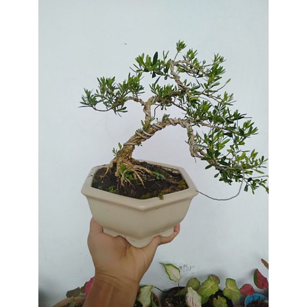 bibit bahan bonsai boxus / bonsai mame / bonsai bokxus