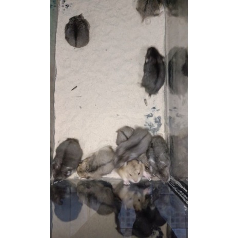 Hamster Cembel Indukan