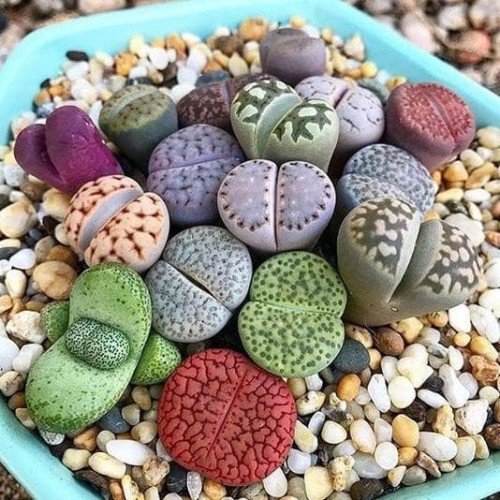 2 Benih Kaktus Sukulen Mini Lithops Mix Bibit Bunga Living Stone Tanaman Hias si Batu Hidup Import-4
