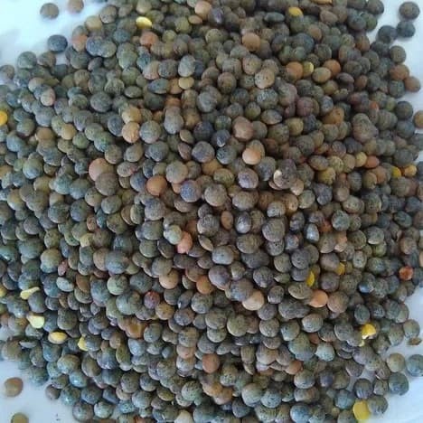 

Du Puy Lentils/ LENTIL 250 gram