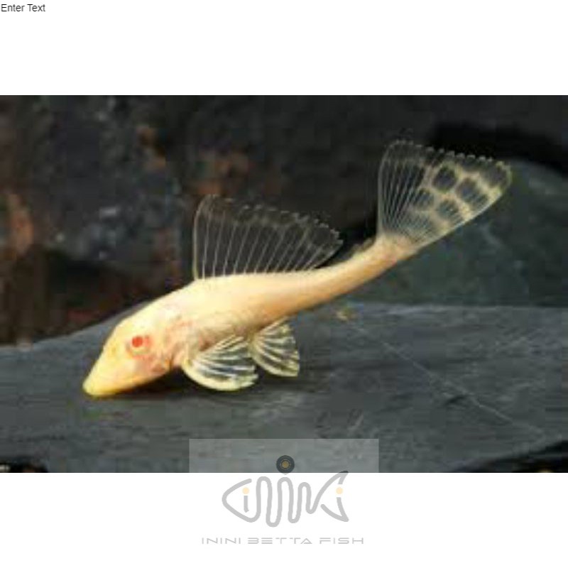 ikan hias sapu sapu albino