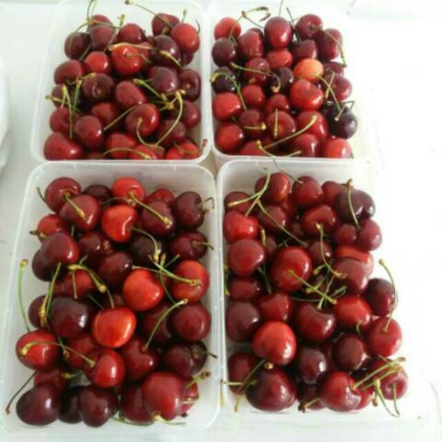 Cherry Merah Tangkai 25 Pcs Buah Ceri Merah Tangkai Shopee Indonesia