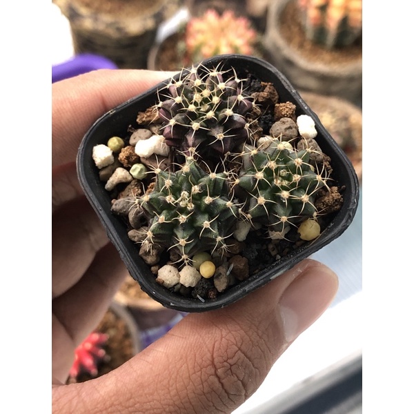 Kaktus gymnocalycium mihanovichii Milo starfire seedling dari biji