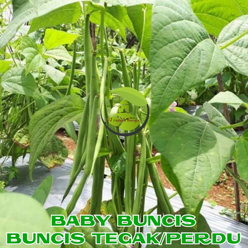 Benih Bibit Buncis Baby Buncis Perdu Buncis Kenya Buncis Tegak