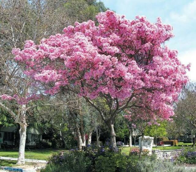 Bibit Tanaman Hias Bunga Tabebuya Pink Murah / Bunga Sakura Tabebuya Pink/ Sakura Pink