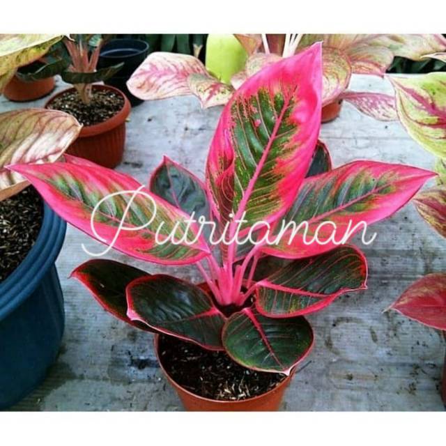 Tanaman hias aglonema red Lipstik siam -kembang hidup asli-bunga hidup cantik cantik murah-pohon hia