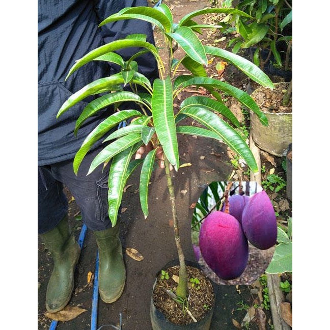 Bibit Tanaman Buah Mangga Irwin Australia Siap Tanam I Mangga Irwin -bibit buah-tanaman-pohon-tanama