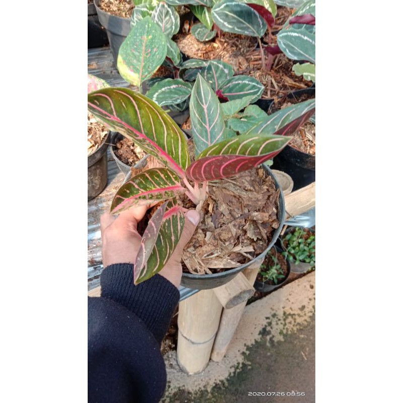 aglo/red sumatra