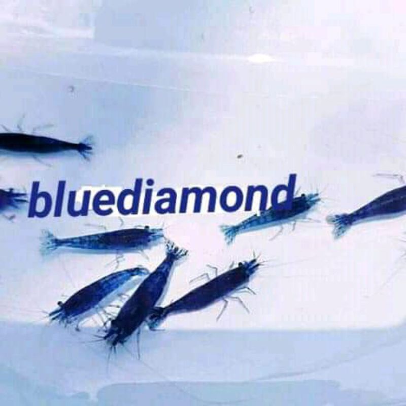 udang hias blue diamond