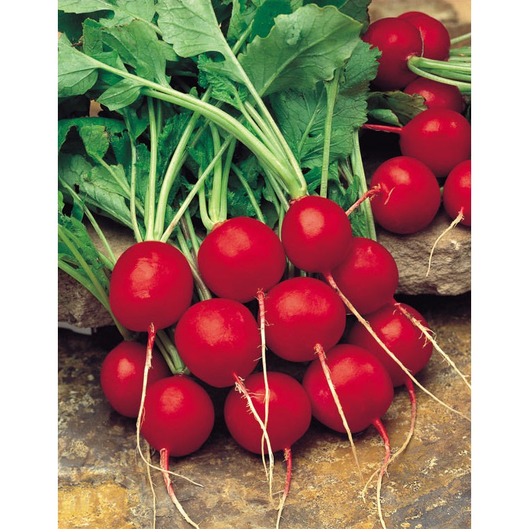 Radish Saxa 50 Biji (Benih Biji Bibit Tanaman Sayur Sayuran)