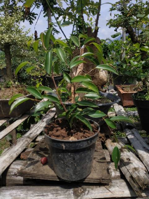 Bahan Bonsai Beringin Arjuna