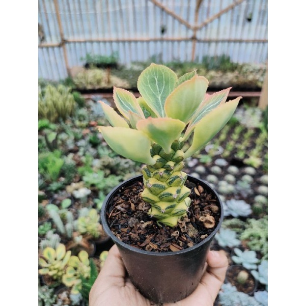 kaktus sekulen monadenium varigata mini
