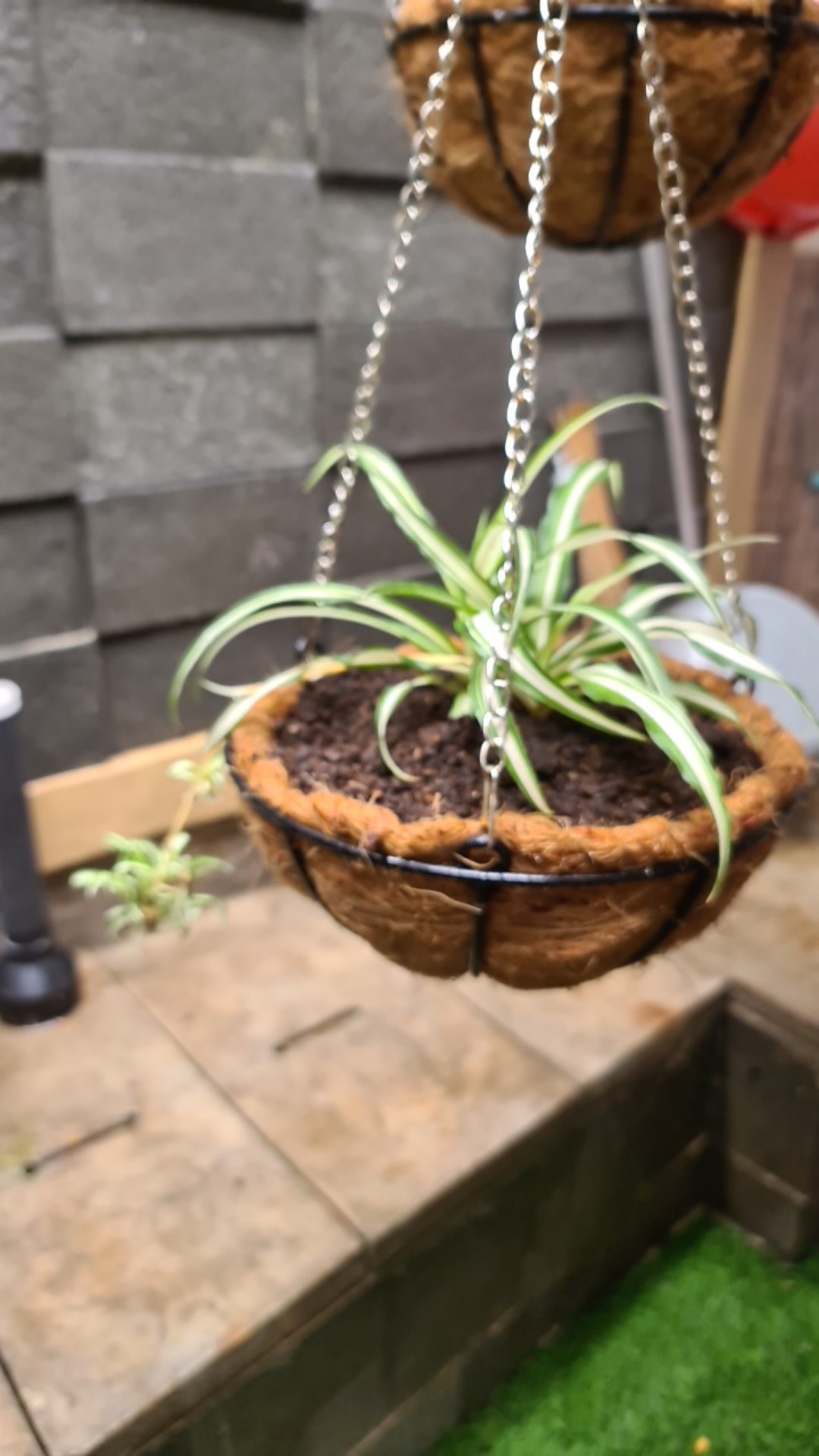 [terlaris| Tanaman Hias Gantung Chlorophytum Spider