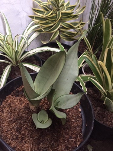 Sanseviera Moon Shine Lidah Mertua Mousen Tanaman Indoor - Nabata