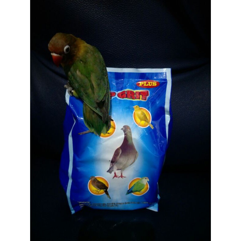 top grit plus/top grit pasir burung/pasir burung/top grit/pasir burung merpati