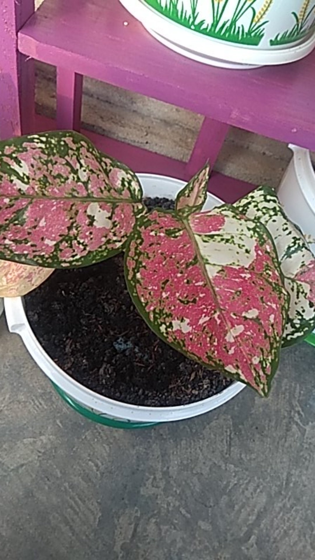 Aglaonema Dud Tri Colour/bunga Tri Colour