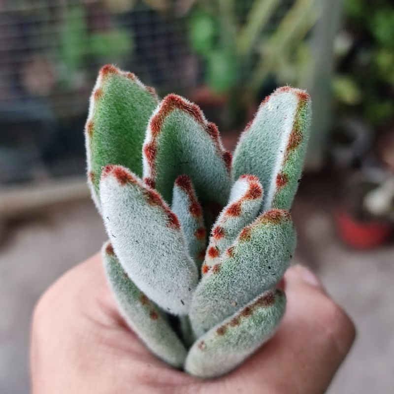 Sukulen Kalanchoe Tomentosa Panda 'Black Tie' Hybrid Daun Lonjong / Kaktus Panda / Sukulen Panda