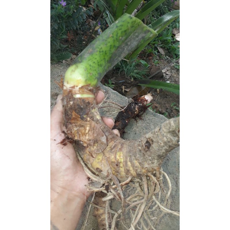 Bonggol besar alocasia trigina