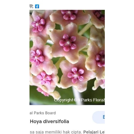 TANAMAN HOYA DIVERSIFOLIA MURAHMERIAH