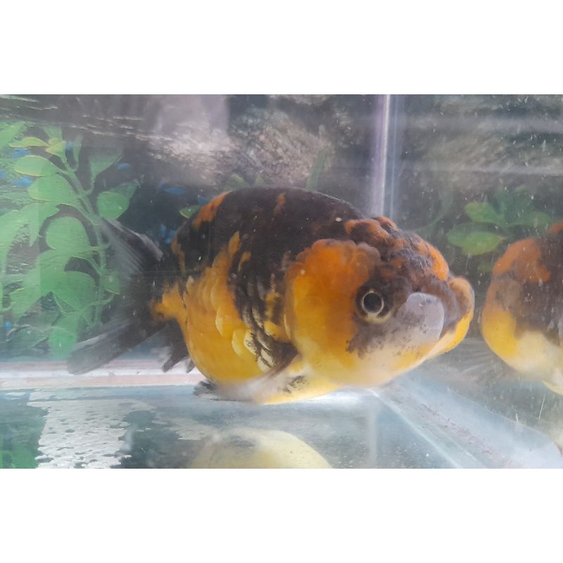 ikan koki lionchu motiv tiger