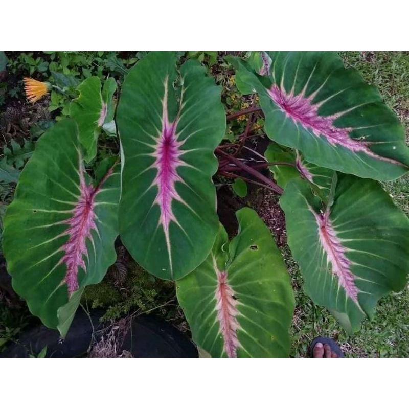 @Colocasia_Pink Rare Papua