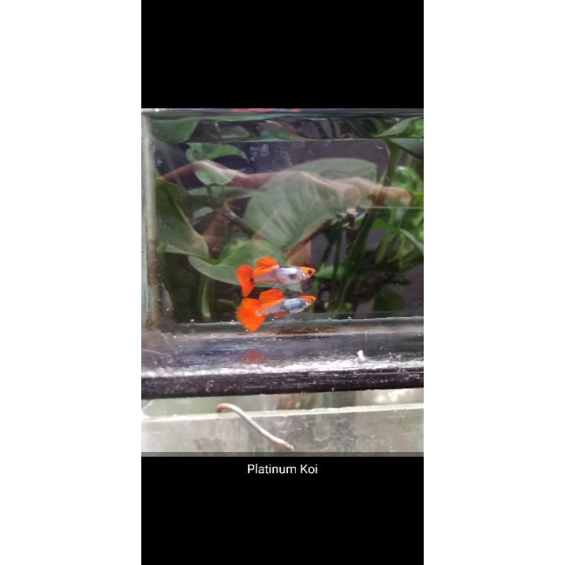 

Guppy Platinum Koi sepasang