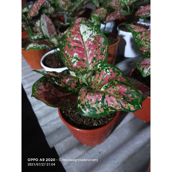 aglonema tricolor remaja dan jumbo