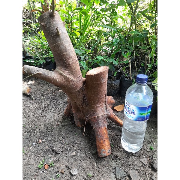 bahan bonsai loa fresh dongkel jumbo akar muter realpict.