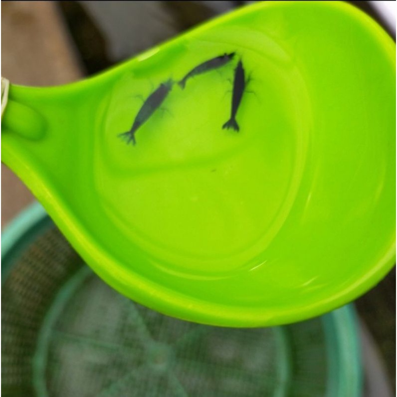 udang hias blue diamond