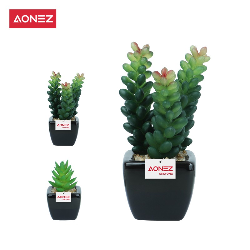 Aonez tanaman sukulen 2 kaktus  hias dengan pot  plastik  