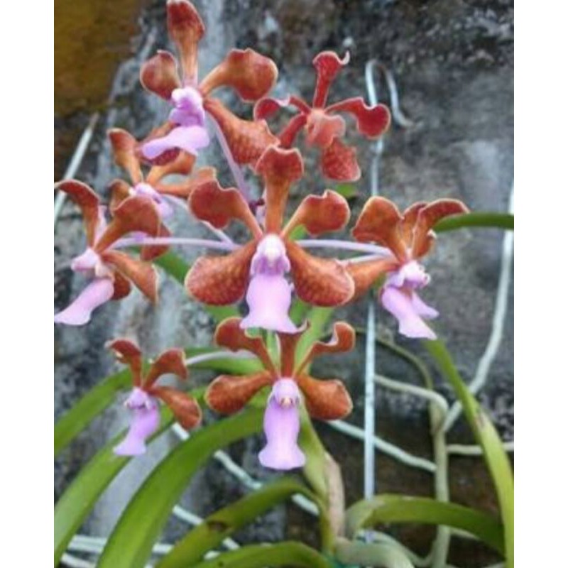Anggrek vanda limbata berbunga