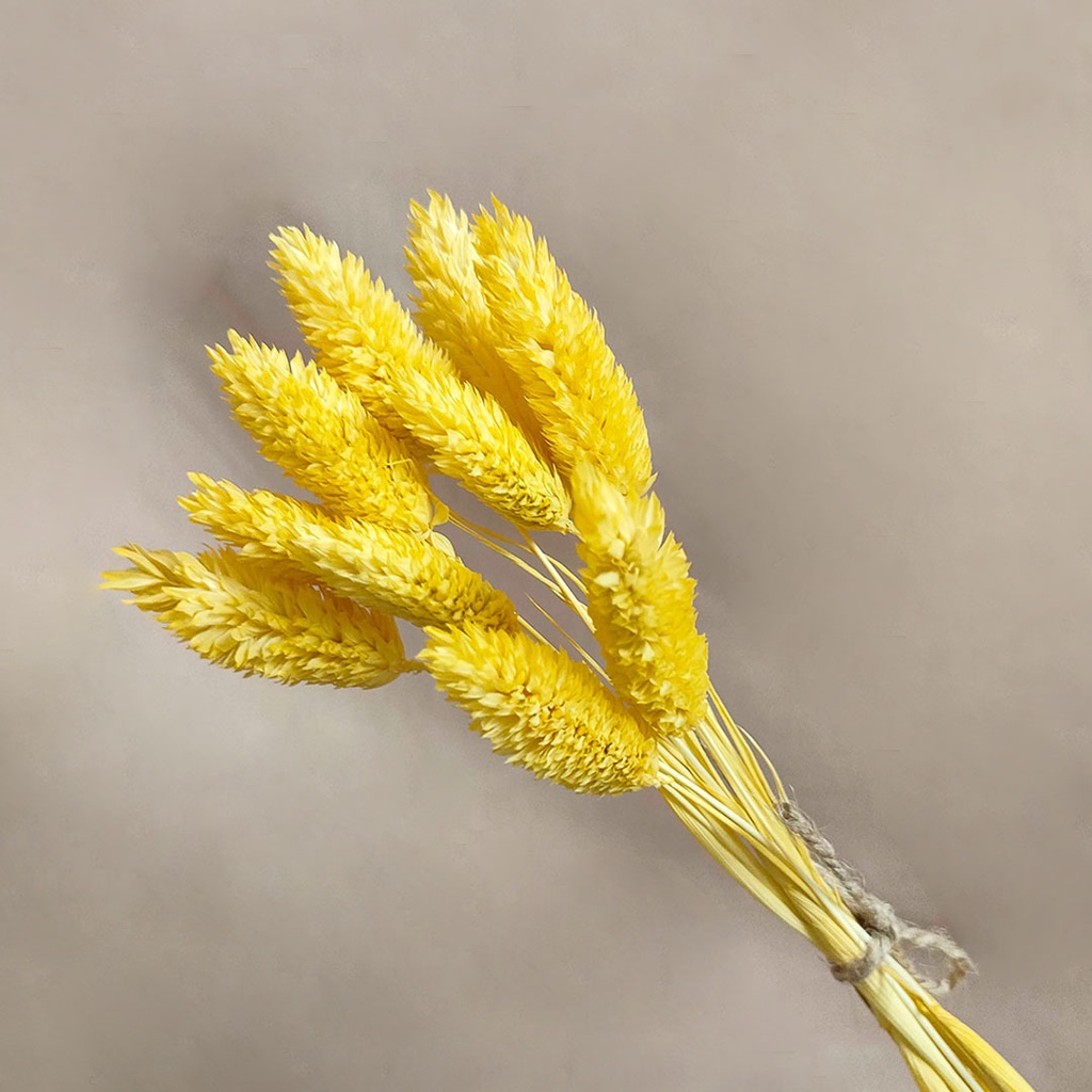 Dried Flower Preserved Phalaris Collor Dekorasi Hias Pajangan