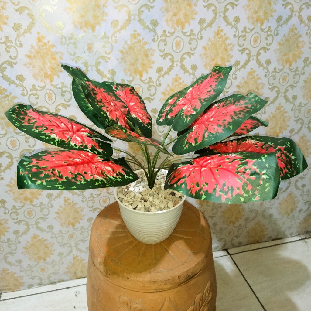 Tanaman Hias Daun Keladi Merah Artificial Paket Dengan Pot ...