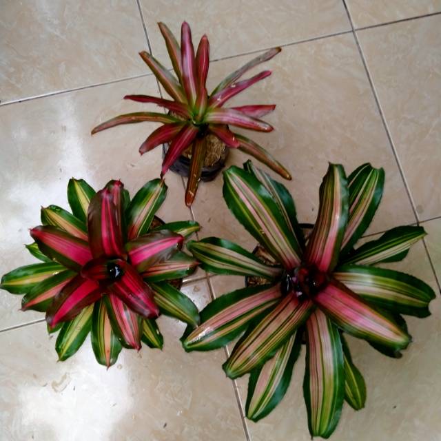 Promo 2, paket tanaman bromelia