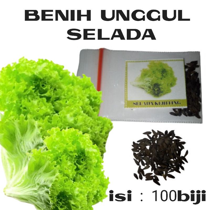 Benih Sayuran Unggul Ratusan Benih Sayur Benih Bibit Sayuran-Selada keriting